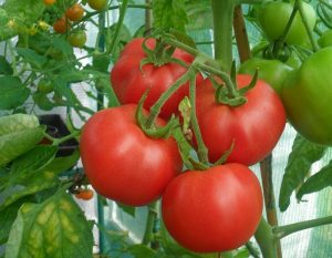 tomate