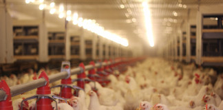 IBS Synergies va investi 140 mil. euro in sectorul avicol din Romania sectorul avicol, bunastarea animalelor
