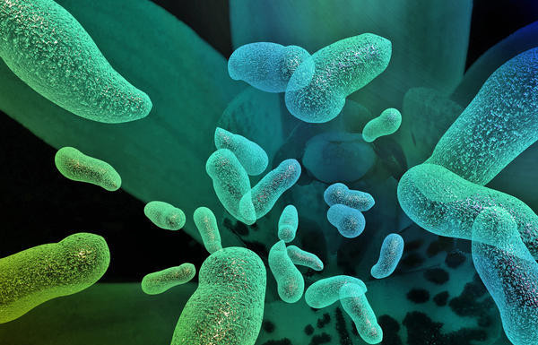 Bacteriile din alimente se pot adapta la metodele de curățare, sugerează cercetările