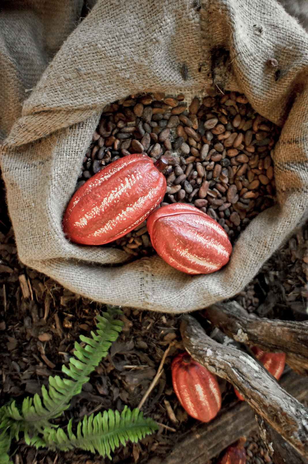 cacao12