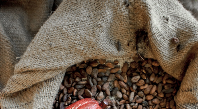 Patru noi linii genetice de cacao descoperite în Peru pot schimba viitorul ciocolatei. Cercetătorii văd o șansă de a combate criza globală a aprovizionării cacao12