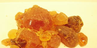 Guma de acacia – noi perspective guma_de_acacia_8