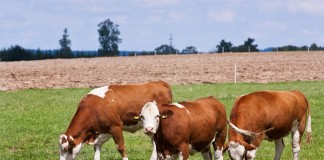 PRO AGRO: Exporturile de rumegatoare dupa ridicarea restrictiilor ESB dermatoza_nodulara3
