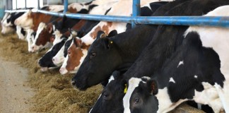 Cargill deschide un centru de 2 mil dolari in Turcia vaci_Cargill, bovine