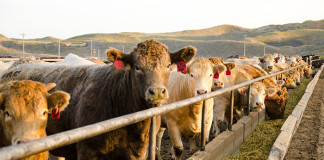 Piata carnii de vita din UE ramane “fragila” carne_de_vita
