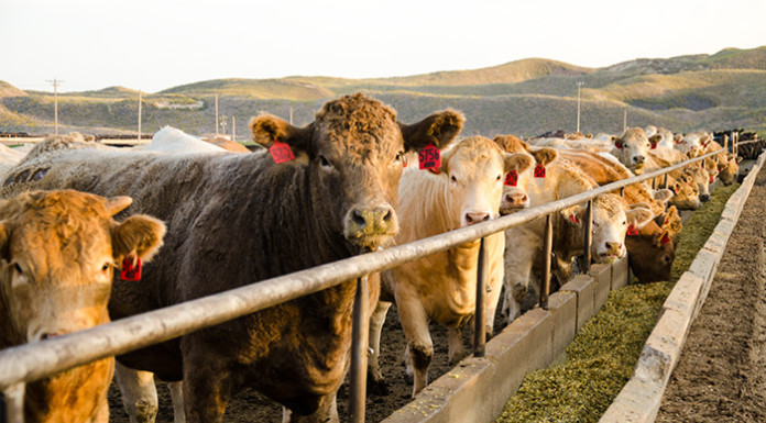 Producție de carne de vită mai sustenabilă carne_de_vita