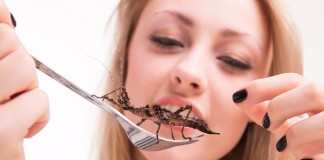 Insectele investigate ca sursa durabila de Omega-3 insecte_omega_3
