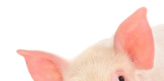 ANSVSA ia masuri pentru prevenirea aparitiei pestei porcine africane (PPA) pe teritoriul national porc1