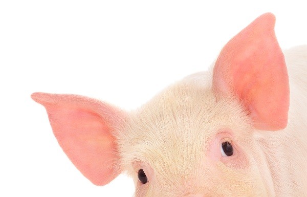Criză globală pe piața cărnii de porc: boli, restricții și războaie comerciale zguduie industria de miliarde porc1