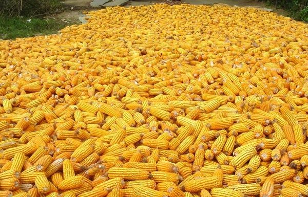 Creștere de 41% a exporturilor românești de cereale și preparate pe bază de cereale porumb
