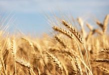 El Niño va influența simțitor costurile alimentare până în 2027 stocuri