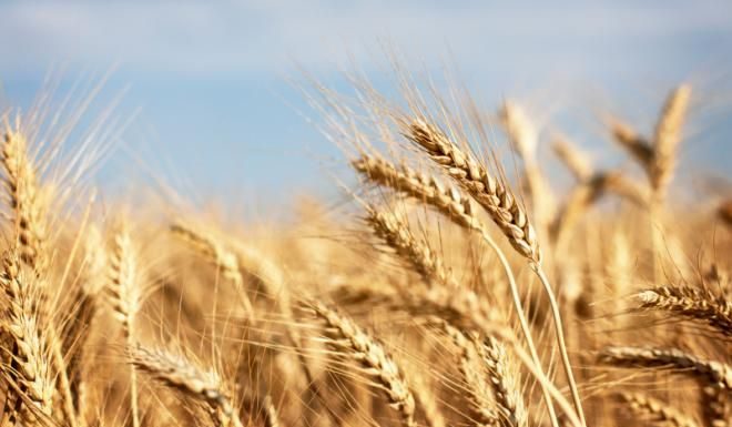 El Niño va influența simțitor costurile alimentare până în 2027 stocuri