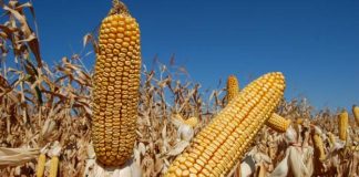 Seceta lovește agricultura europeană: porumbul, printre culturile cele mai afectate alternative