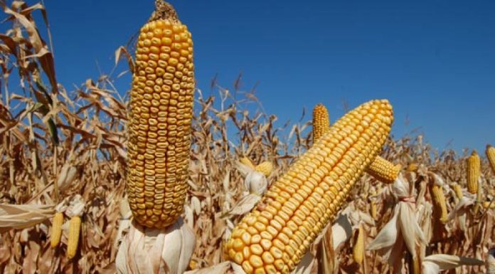 Seceta lovește agricultura europeană: porumbul, printre culturile cele mai afectate alternative