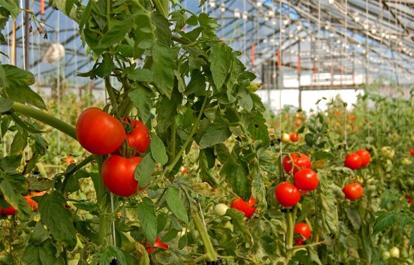Frunzele de roșii: Următoarea proteină miraculoasă? proiecte
