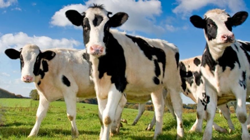 bovine1_subventii