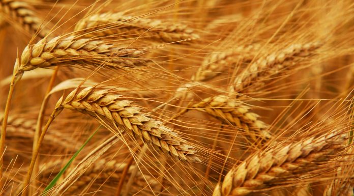 Prețul grâului a crescut cu aproape 60% de la începutul anului India