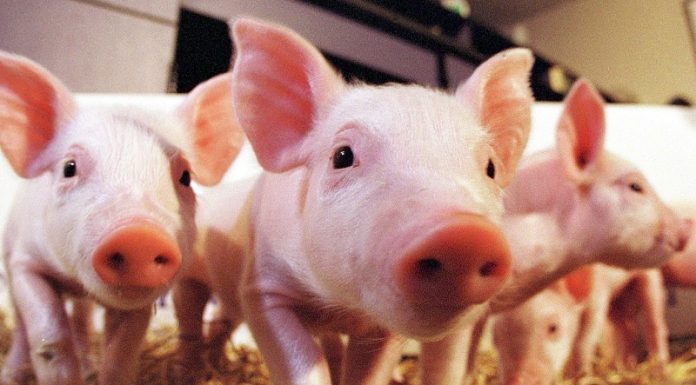 Pesta porcină africană: 619 focare active în România PPA