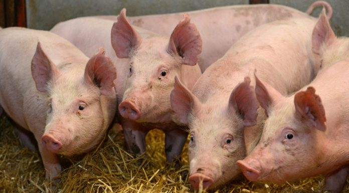 A doua transa a platilor pentru despagubirile proprietarilor de porci afectati de Pesta Porcina Africana gospodării