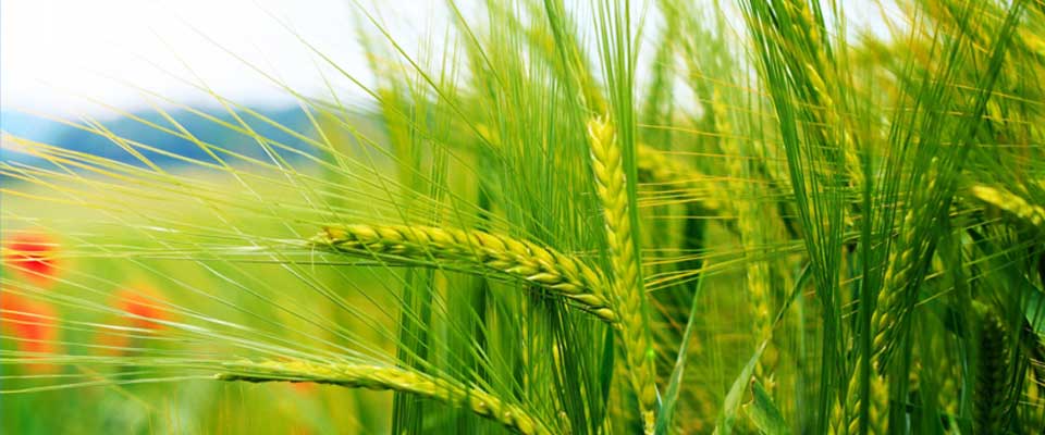 produse_bio1