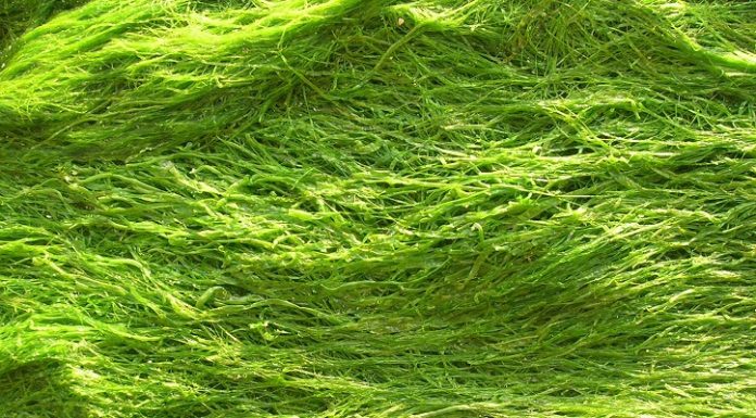 Proiectul BioMara aduce ingredientul din fibre pe bază de alge marine în alimentele obișnuite alge