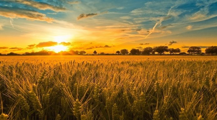 S-a descoperit o alternativă organică la pesticidele chimice indicele