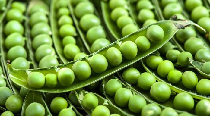 Ingrediente mai bune prin tehnologia Ochiai mazăre, proteine vegetale