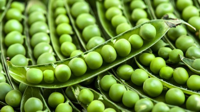 mazăre, proteine vegetale