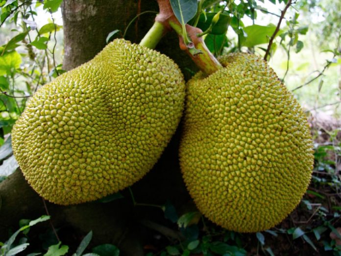 jackfruit jackfruit
