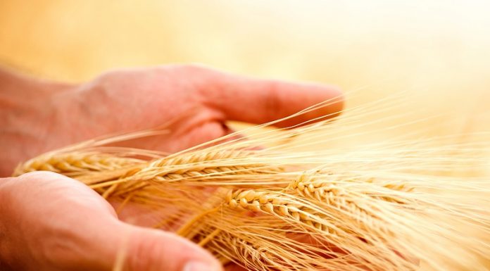 Romania a realizat peste 30 de milioane de tone de cereale in 2018 cereale