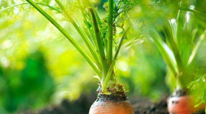 Un ingredient obținut din morcovi primește undă verde în UE și deschide o nouă etapă pe piața alimentelor funcționale organice