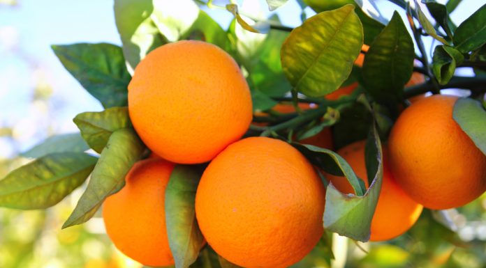 O nouă tehnologie de stabilizare a aromei de citrice