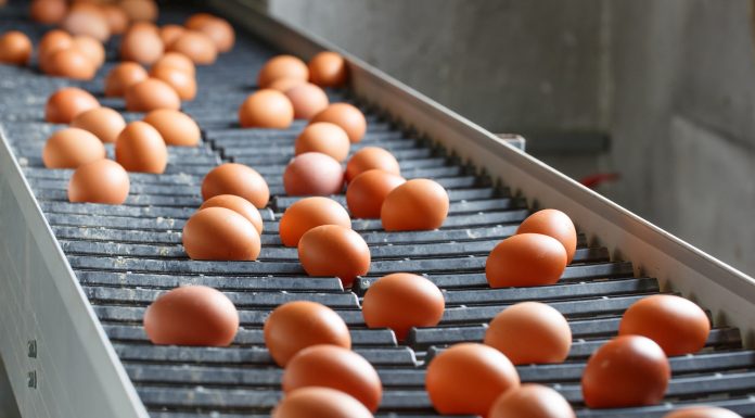 Până la patru ani de închisoare cu executare în procesul ouălor contaminate cu fipronil fipronil