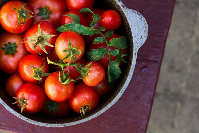 tomate tomate1