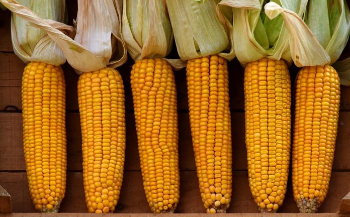 corn-2691398_1280