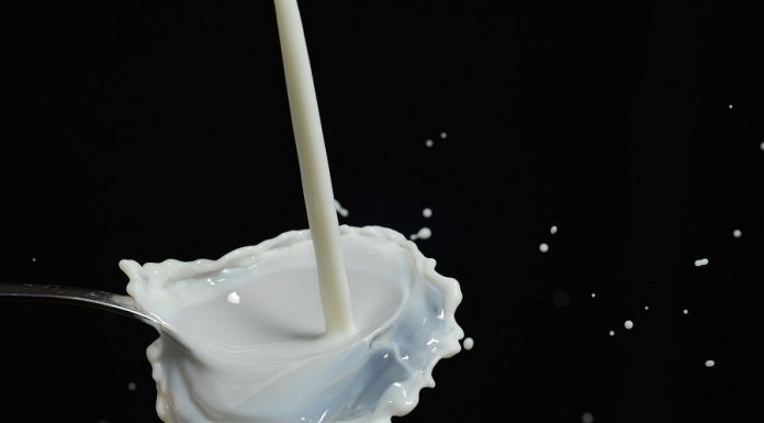 O proteină rară din lapte ar putea deveni mai accesibilă BioMilk