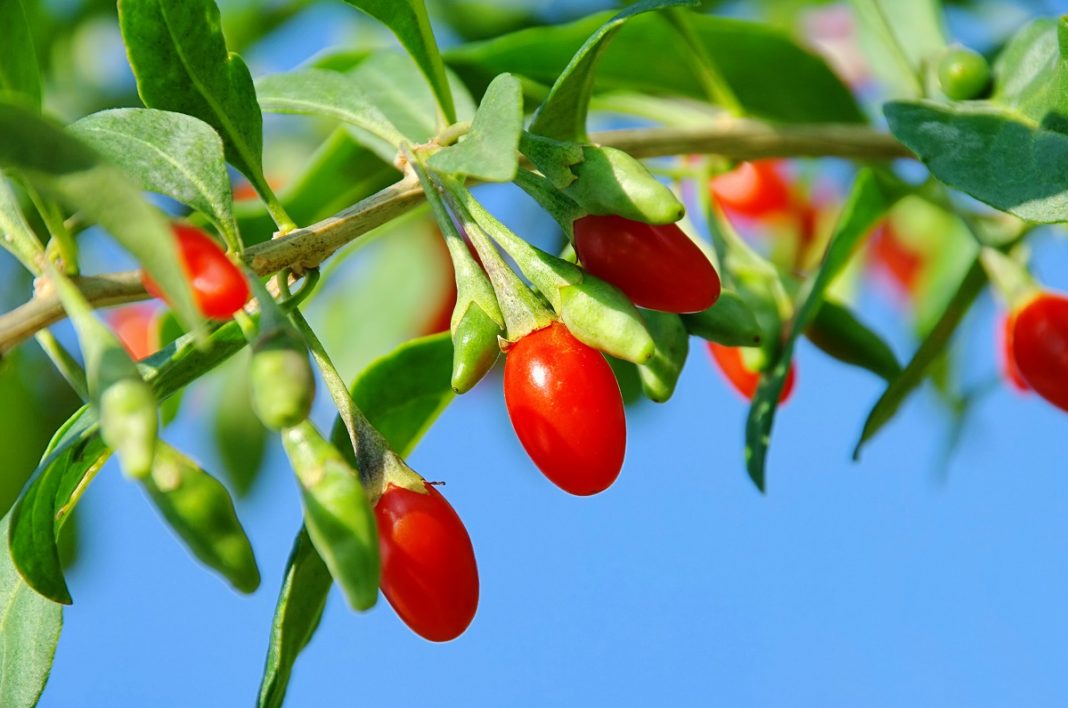 Goji Beere - goji berry 09