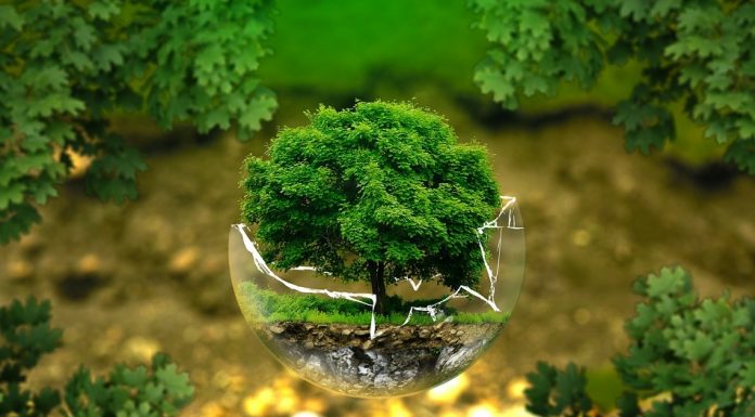 Teste de compostabilitate certificate de DIN CERTCO și TÜV AUSTRIA – WESSLING GreenLab