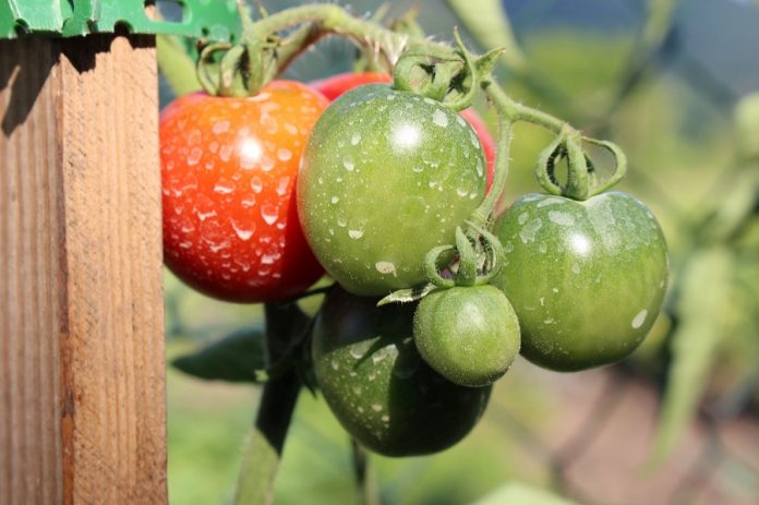 tomatoes-2526996_1280