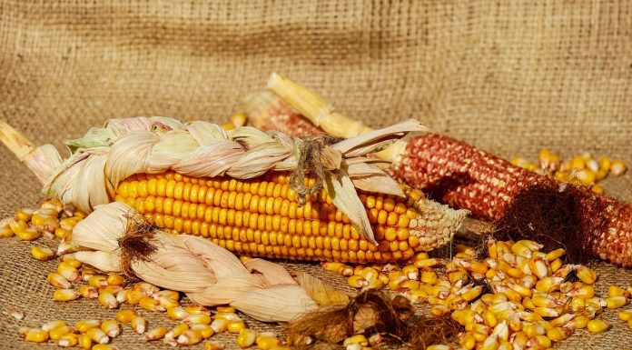 Lumea rămâne fără cereale în timp ce Ucraina nu mai are unde să le depoziteze cereale