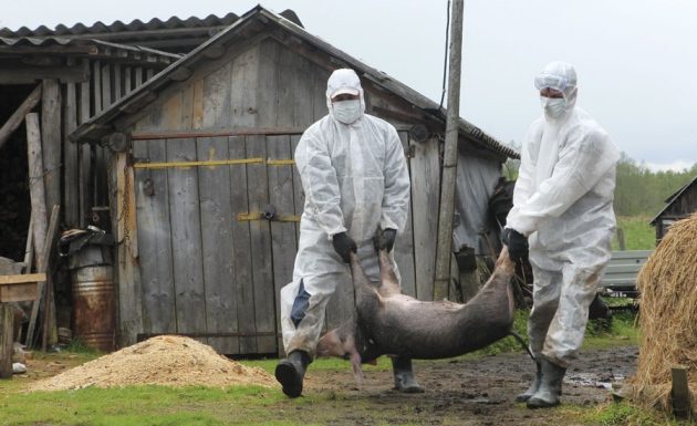 Exporturile de carne au scazut cu 13.500 tone, din cauza pestei porcine africane, PPA, pestei
