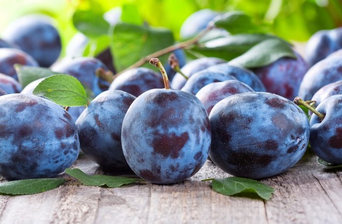 prune - depositphotos