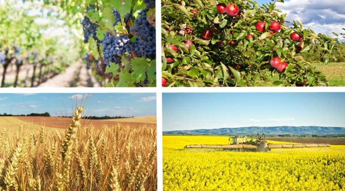 Bilanțul pierderilor la culturile de toamna si primavara (prognoze, pericole, monitorizări)