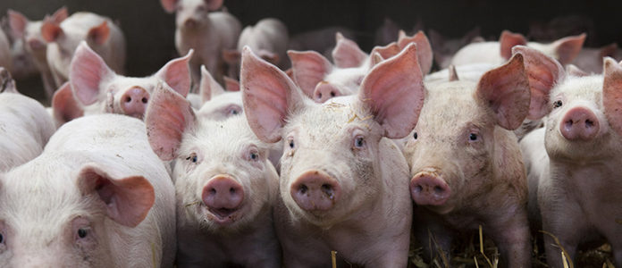Încă un efect nedorit al Brexitului: criza din ferme și abatoare porci