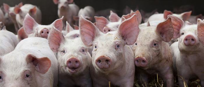 porci