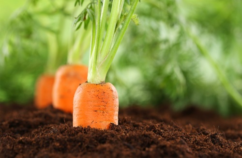 Ingredient functional din deseuri de morcovi morcovi