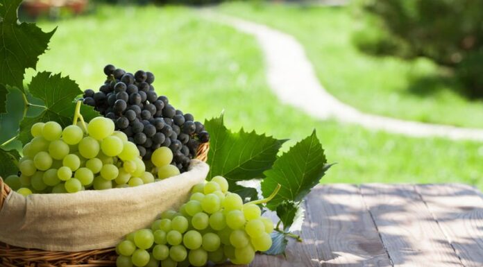 Faina din subproduse vinicole ajutor