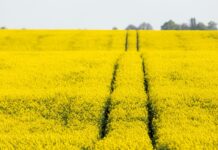 Recolta agricolă din România în 2021 a primit ratingul „excepțional” România