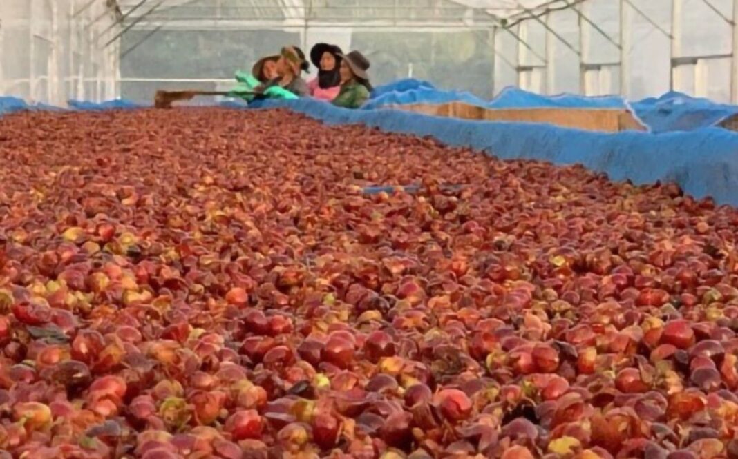 Olam Coffee