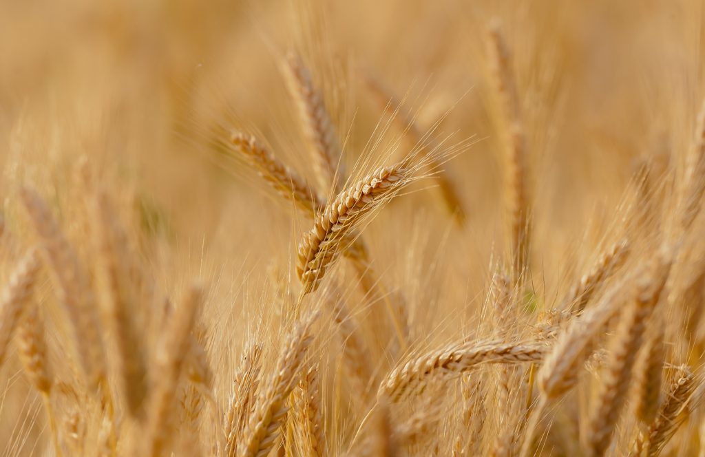 wheat-3241114_1920-1024x664 grâu